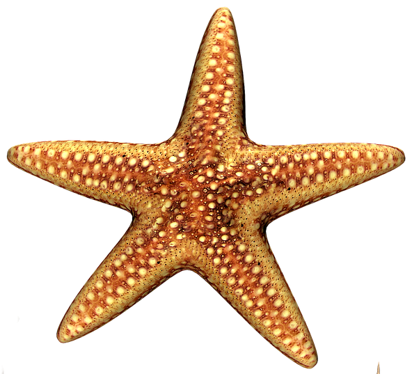 Seestern